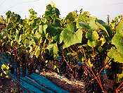 vineyards #25