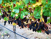 vineyards #3