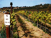 vineyards #31