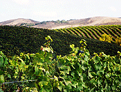 vineyards #37