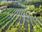vineyards #43