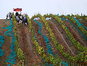 vineyards #5