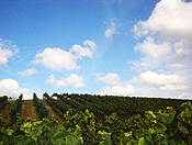 vineyards #6