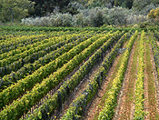 vineyards #8