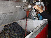 winemaking #26